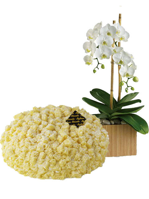 torta mimosa con orchidea bianca