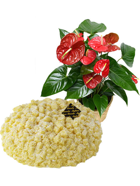 torta mimosa con pianta di anthurium